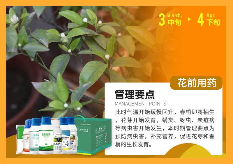 此時氣溫開始緩慢回升，春梢即將抽生花芽開始發(fā)育，蠕類、蚜蟲、炭疽病等病蟲害開始發(fā)生，本時期管理要點為預(yù)防病蟲害，補充營養(yǎng)，促進花芽和春梢的生長發(fā)育。