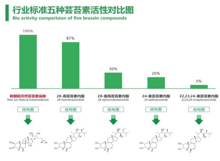 小麥拌種選新朝陽天然蕓苔素，讓小麥高產(chǎn)贏在起跑線上?。ㄐ←溤谑裁磿r候用蕓苔素效果最佳）